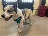 adoptable Dog in pasadena, CA named LUCHY