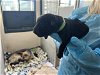 adoptable Dog in pasadena, CA named SHAGGY