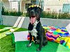 adoptable Dog in pasadena, CA named RAYNE