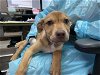 adoptable Dog in pasadena, CA named HORSESHOE