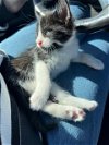 adoptable Cat in pasadena, CA named CATE