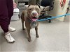 adoptable Dog in  named A514429