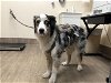 adoptable Dog in pasadena, CA named OAKLAND