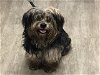 adoptable Dog in pasadena, CA named CHASE
