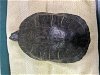 adoptable Turtle in pasadena, CA named TURTLY