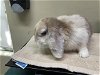 adoptable Rabbit in  named A514446