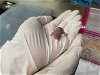 adoptable Hamster in pasadena, CA named A514251