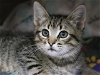 adoptable Cat in pasadena, CA named A514603