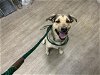 adoptable Dog in pasadena, CA named A514615
