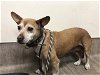 adoptable Dog in pasadena, CA named A514632