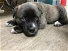 adoptable Dog in pasadena, CA named A514636