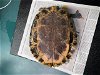 adoptable Turtle in pasadena, CA named A514645