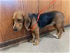 adoptable Dog in pasadena, CA named A514668