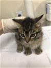 adoptable Cat in pasadena, CA named A514312