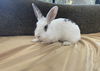 adoptable Rabbit in  named BOBA