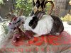 adoptable Rabbit in  named MILKSHAKE
