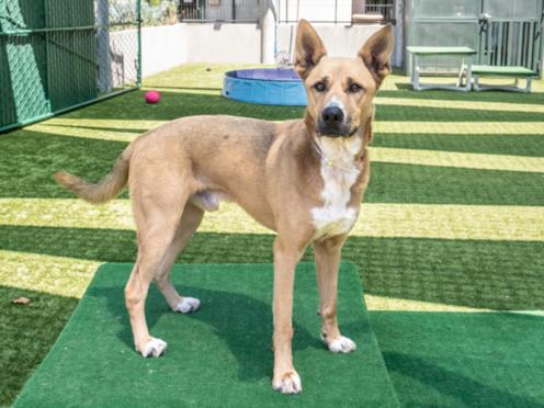 adoptable Dog in Pasadena, CA named KOA