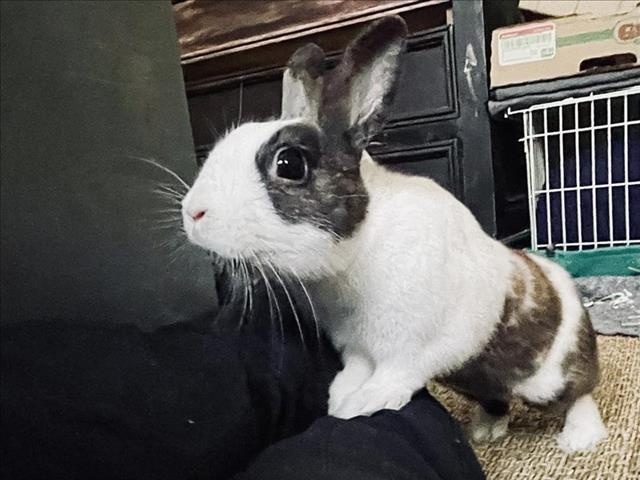 adoptable Rabbit in Pasadena, CA named HUGO