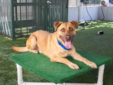 adoptable Dog in Pasadena, CA named NERO