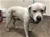adoptable Dog in  named A514995