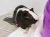 adoptable Guinea Pig in Pasadena, CA named JUNO