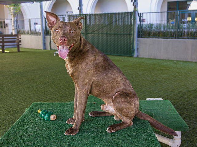 adoptable Dog in Pasadena, CA named POPCORN