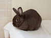 adoptable Rabbit in Pasadena, CA named REINA