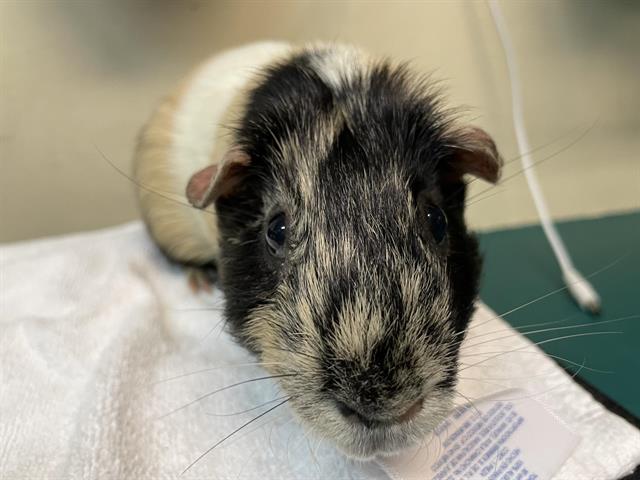 adoptable Guinea Pig in Pasadena, CA named SHERBERT