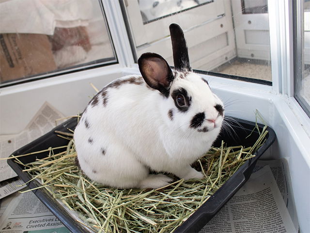 adoptable Rabbit in Pasadena, CA named OREO