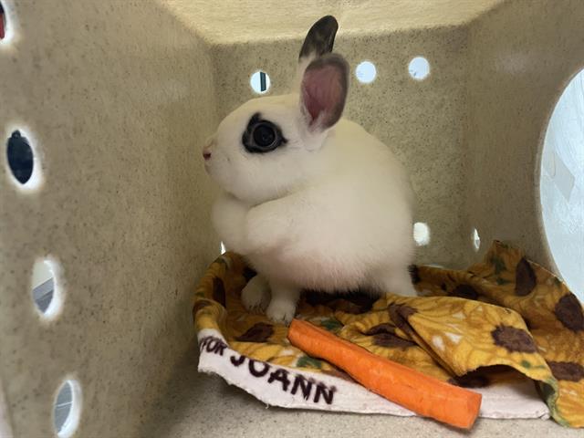 adoptable Rabbit in Pasadena, CA named CREAM PUFF