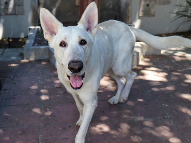 adoptable Dog in Pasadena, CA named YOGI