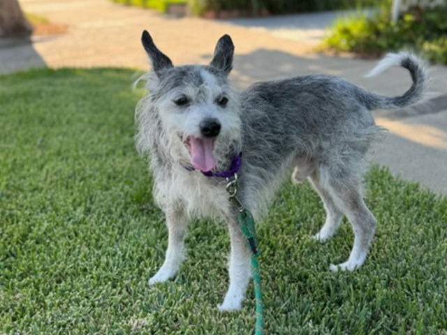 adoptable Dog in Pasadena, CA named SPOCK