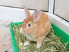 adoptable Rabbit in Pasadena, CA named PEANUT