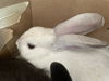 adoptable Rabbit in Pasadena, CA named GEORGE