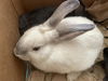 adoptable Rabbit in Pasadena, CA named LENNY