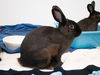 adoptable Rabbit in Pasadena, CA named ROSIE