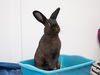 adoptable Rabbit in Pasadena, CA named POSIE