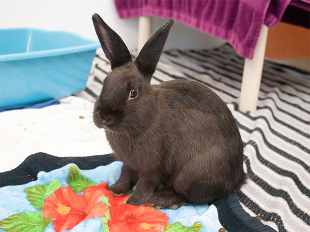 adoptable Rabbit in Pasadena, CA named JOSIE