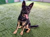 adoptable Dog in Pasadena, CA named BLACKJACK