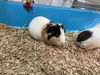 adoptable Guinea Pig in Pasadena, CA named TURBO