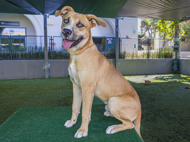 adoptable Dog in Pasadena, CA named FRANK