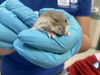 adoptable Hamster in Pasadena, CA named SHANG-CHI