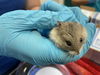 adoptable Hamster in Pasadena, CA named WOLVERINE