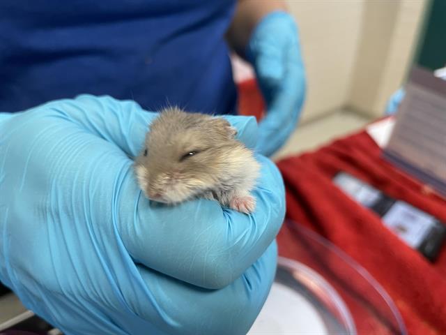 adoptable Hamster in Pasadena, CA named DR STRANGE