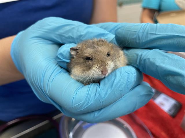 adoptable Hamster in Pasadena, CA named GAMBIT