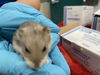 adoptable Hamster in Pasadena, CA named COLOSSUS