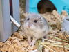 adoptable Hamster in  named IRON MAN