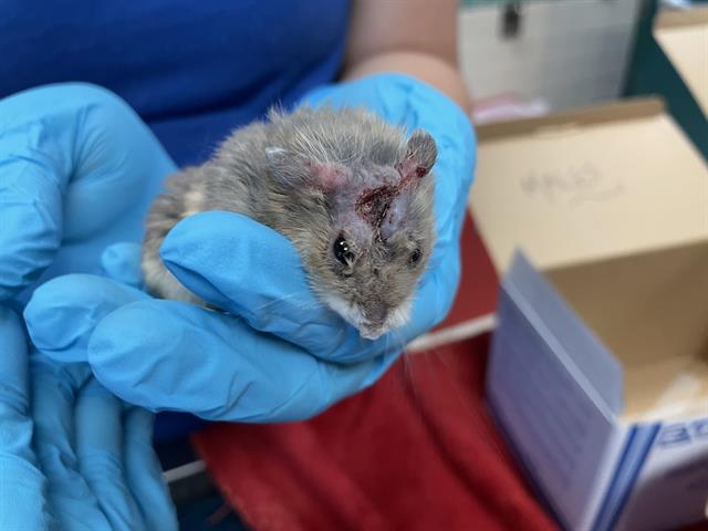 adoptable Hamster in Pasadena, CA named ROCKET