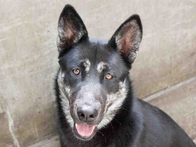 adoptable Dog in Pasadena, CA named SINTA