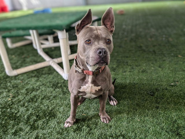 adoptable Dog in Pasadena, CA named SERGEANT